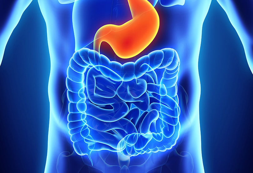 تاثیر فیبر در عمل هضم-stomach